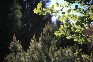 Сосны и листья тюльпанового дерева Сосны и листья тюльпанового дерева